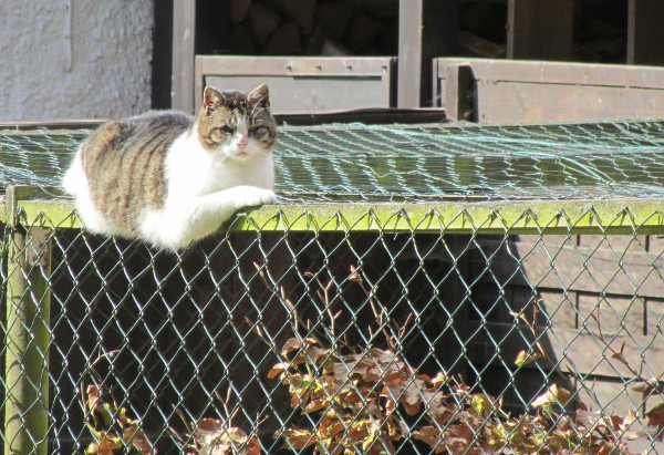 Katze im Garten